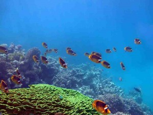 подводный мир, Макади Бей, Красное море, Египет,