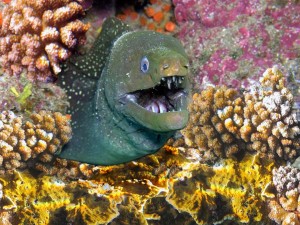 опасные рыбы, Red Sea, Egypt, хищник