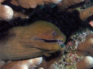 Gymnothorax javanicus, Красное море, Египет, Red Sea, опасные рыбы