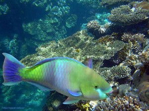 Рыбка кушающая живые кораллы, скаридовые, Scaridae, Египет, Red Sea
