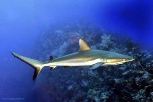 grey reef shark, Carcharhinus amblyrhynchos, Египет, Red Sea, акулы Египта, опасные рыбы