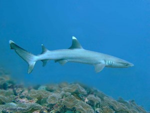whitetip reef shark, Triaenodon obesus, Египет, Red Sea, акулы Египта, опасные рыбы