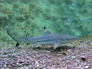 blacktip reef shark, Красное море, Red Sea, Egypt, опасные рыбы, акулы Египта