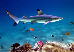 blacktip reef shark, Carcharhinus melanopterus, Red Sea, Egypt, акулы Египта, опасные рыбы