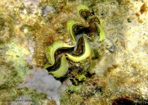 Tridacna gigas, двустворчатые моллюски, опасные, Красное море, Египет, Makadi