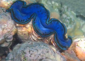 Tridacna gigas, опасные моллюски, Красное море, Египет, риф, Makadi
