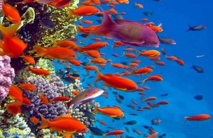 Hurgada, Красное море, курорт, подводный мир, Египет