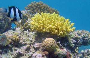 Acropora arabensis Hodgson, кораллы Красного моря, Египет, Red Sea, подводная жизнь, АРЕ, Миср