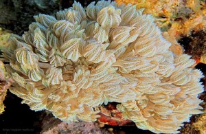 Heteroxenia, кораллы Красного моря, Египет, Red Sea, подводная жизнь, АРЕ, Миср