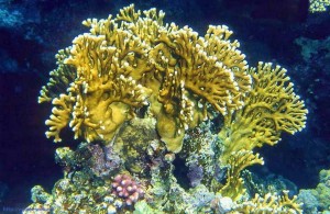 Millepora dichotoma, кораллы Красного моря, Египет, Red Sea, подводная жизнь