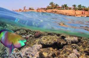 Красное море, Bahr el Ahmar, Арабская Республика Египет, Egypt, кораллы, рыба попугай