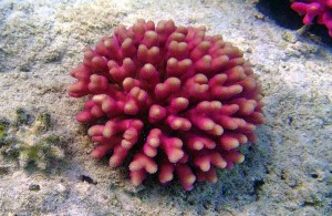 жёсткие кораллы Красного моря, подводная жизнь, Египет, Red Sea, АРЕ, Миср
