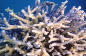 жесткие кораллы Красного моря, подводная жизнь, Red Sea, Египет, АРЕ, Миср