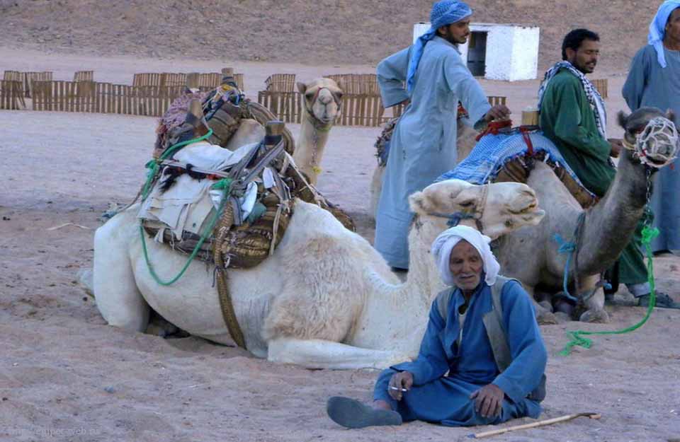 обстановка в Египте, бедуины