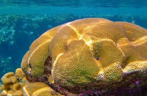 Красное море, коралловый риф, подводный мир, Egypt, АРЕ