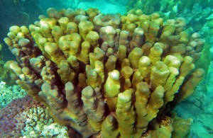 коралловый риф, подводный мир, Красное море, Egypt, АРЕ