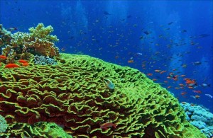 кораллы Красного моря, Египет, подводная жизнь, Red Sea, Миср