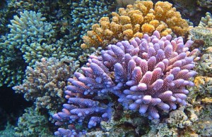 подводный мир, коралловый риф, Красное море, Egypt, АРЕ