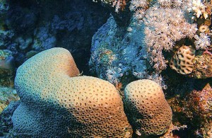 кораллы Красного моря, Red Sea, подводная жизнь, Египет, Миср