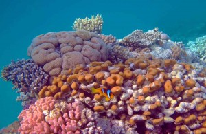 кораллы Красного моря, Египет, Red Sea, подводная жизнь, Миср
