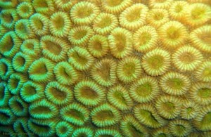 Favia favus, жёсткие кораллы Красного моря, Египет, подводная жизнь, Red Sea, АРЕ, Миср