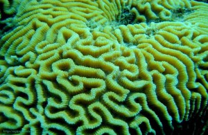 Фригийский мозговик, Красное море, коралловый риф, подводный мир, Egypt