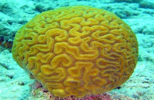 Diploria labyrinthiformis, кораллы Красного моря, Египет, подводная жизнь, Red Sea, АРЕ, Миср