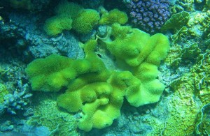 мягкий коралл, Sarcophyton, подводная жизнь, Red Sea, кораллы Красного моря, Египет, АРЕ, Миср