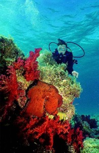 дайвинг, экскурсии, путешествия под водой, Red Sea, Египет, Шарм
