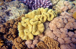 коралловый риф, рельеф с плавным уклоном, отель Мелиа Синай, отзыв об отдыхе, курорт Шарм, Египет