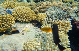 кораллы и рыбы, Красное море, мыс между отелями Мелиа Синай и Мелиа Шарм 5*, Egypt, Red Sea