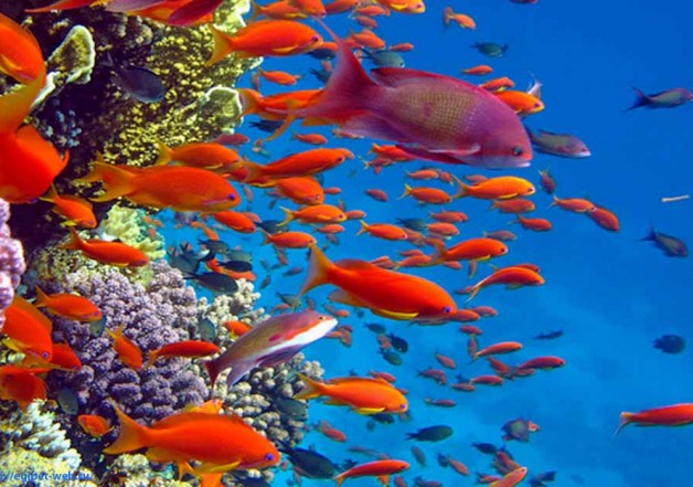 Картинки по запросу подводный мир красного моря