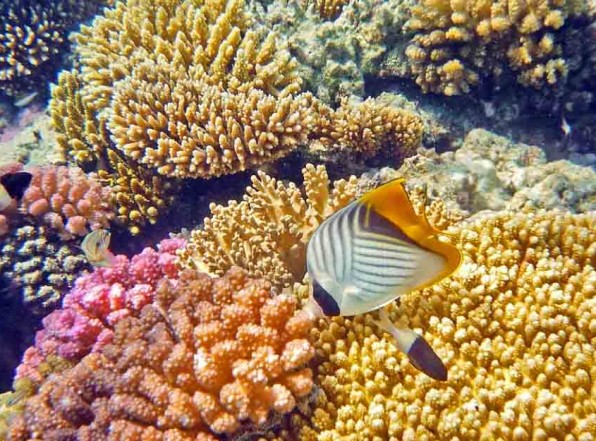Коралловый риф отеля Мелиа Синай. Подводный мир Красного моря