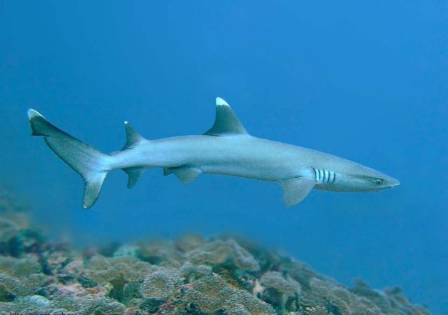 Белоперая рифовая акула не агрессивна, но лучше соблюдать осторожность