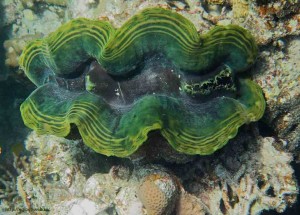 Tridacna elongata, двустворчатые моллюски, Красное море, Египет, Sharm