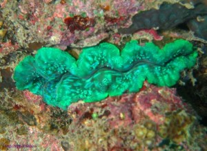 Tridacna gigas, опасные моллюски, Красное море, Египет, риф, Sharm