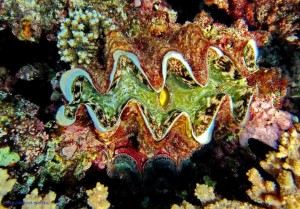 Tridacna squamosa, двустворчатый моллюск, Красное море, Египет, Safaga