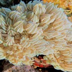Кораллы Красного моря – волшебная подводная страна