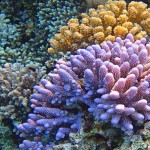 Что представляют собой кораллы Красного моря