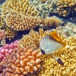 Коралловый риф отеля Мелиа Синай. Подводный мир Красного моря