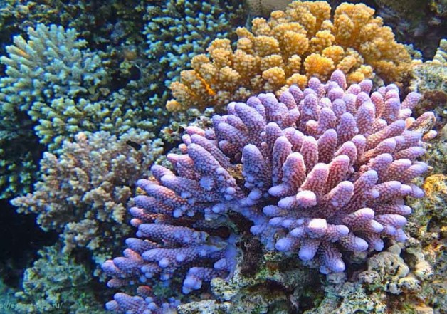 Что представляют собой кораллы Красного моря