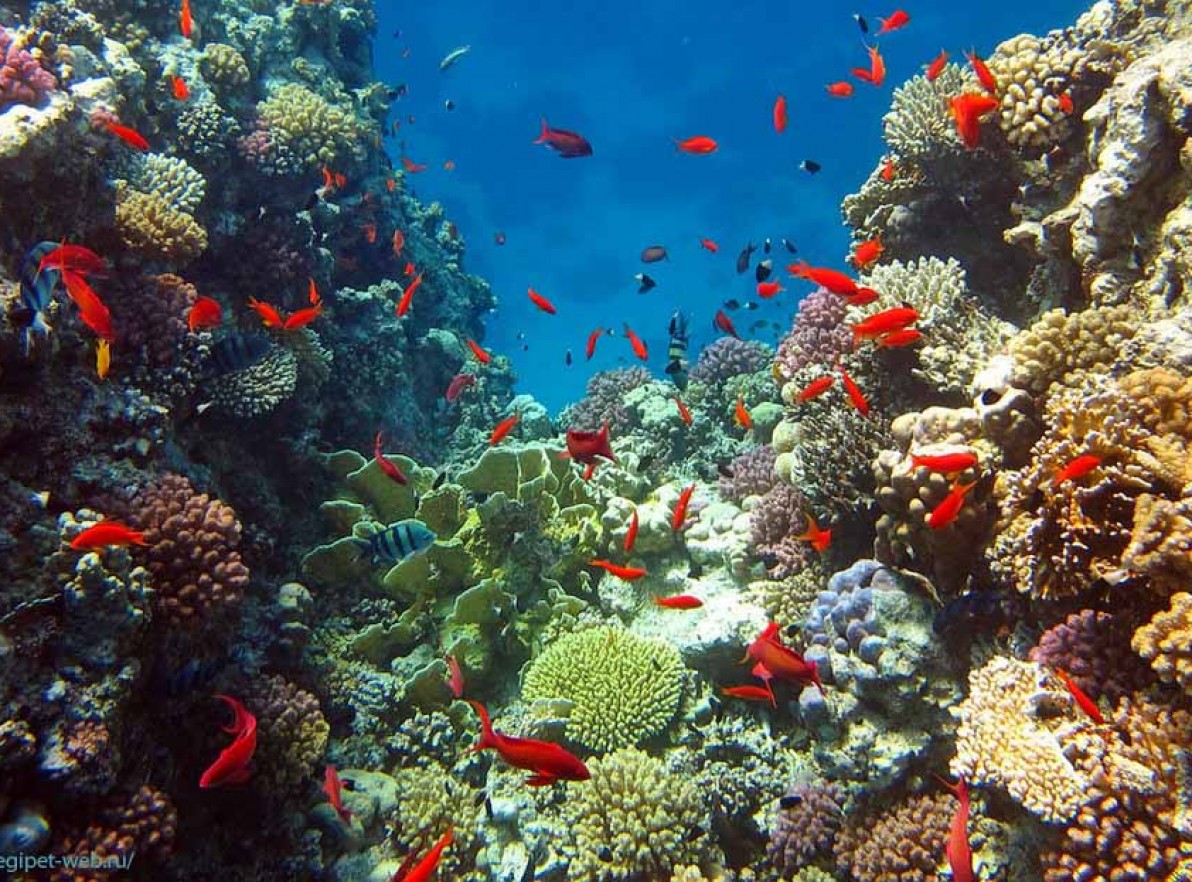 Лучшие отели с коралловыми рифами. Риф Шарм-Эль-Шейх. Подводный риф Шарм-Эль-Шейх. Коралловый риф в Шарм Эль Шейхе. Коралловые рифы красного моря в Египте.