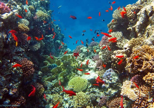 Египет открыл новый курорт на Красном море. Порт-Галиб