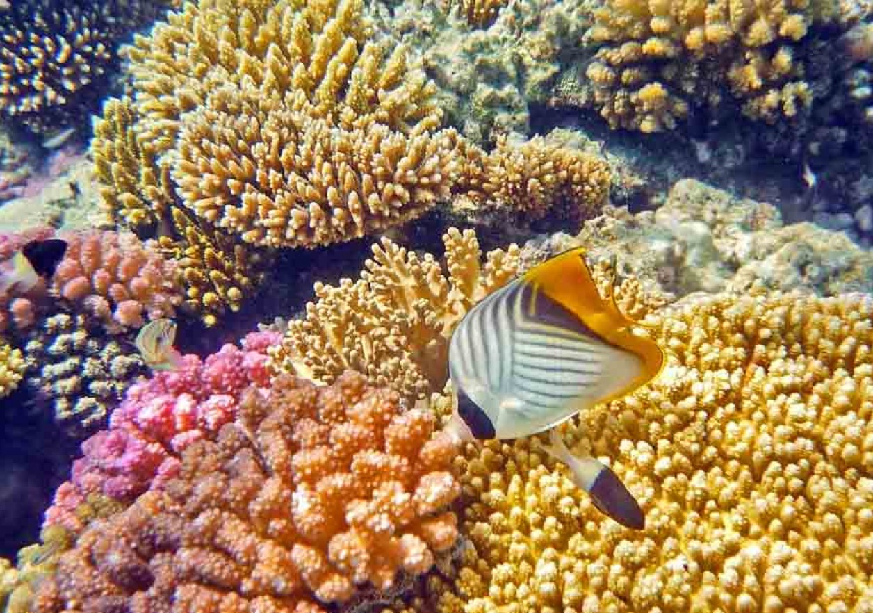Коралловые рифы в хургаде. Коралловый риф Египет Хургада. Красное море Египет рифы. Кораллы в Хургаде. Рыбы кораллового рифа красного моря.