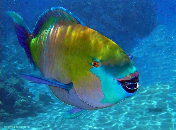 Рыба попугай. Безобидная красотка Красного моря кушает кораллы