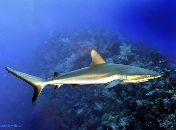 Серая рифовая акула любознательна и опасна