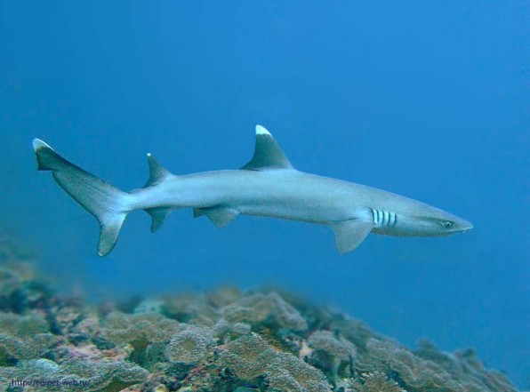 Белоперая рифовая акула не агрессивна, но лучше соблюдать осторожность