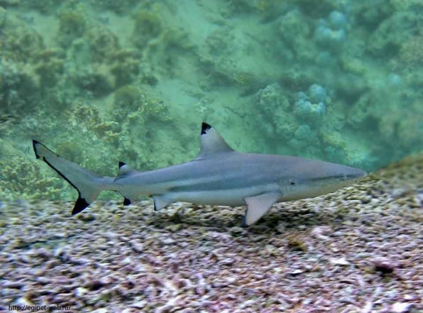 Черноперая рифовая акула не опасна, но за ласты покусать может