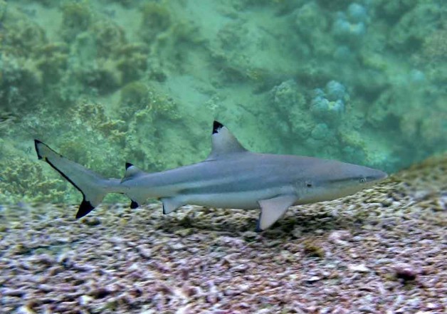 Черноперая рифовая акула не опасна, но за ласты покусать может