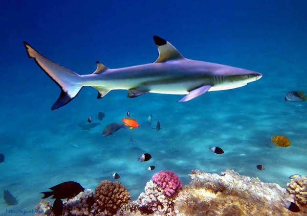 Рифовые акулы потенциально опасны, но серьезной угрозы не представляют